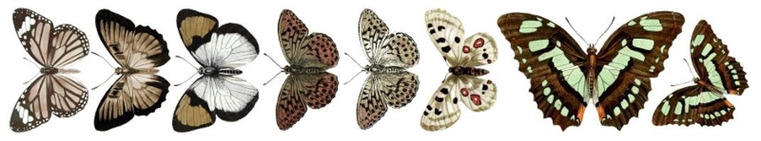 Oboustranný Papírový pásek - Motýli Brown UHK Gallery